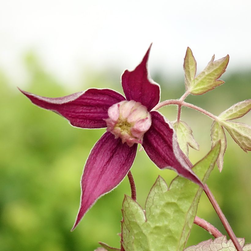 Clematis Brunette - Kleinbloemige clematis (Bloei)