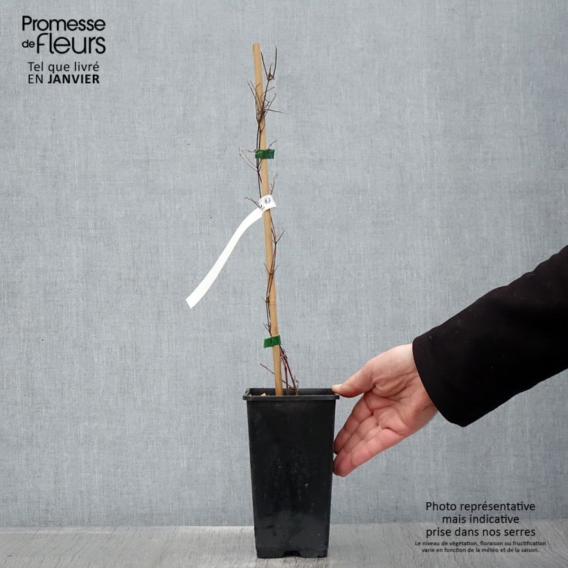 Example of Clématite - Clematis Carnaby Pot van 1,5 l/2 l as you get in hiver