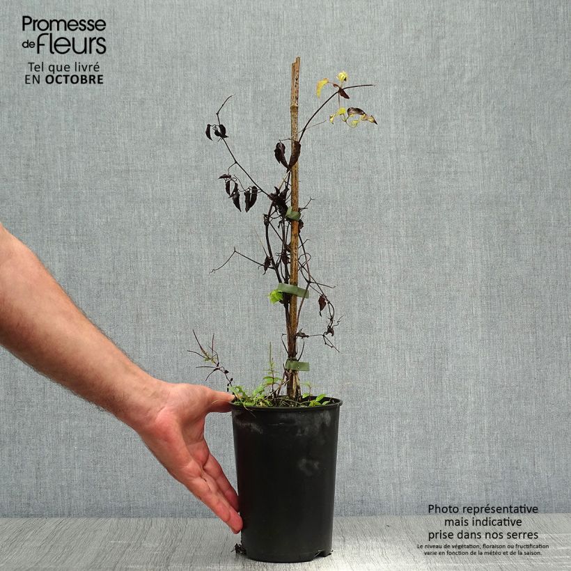 Exemplaar van Clematis patens Caroline - Bosrank Pot van 2 l/3 l zoals geleverd in de herfst