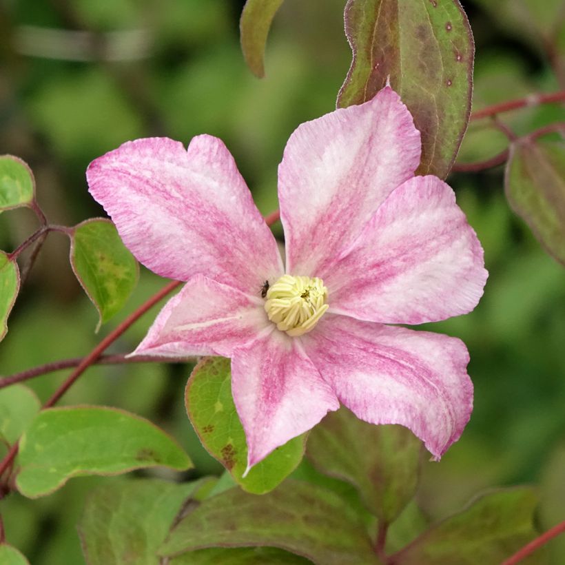 Clematis patens Caroline - Bosrank (Bloei)