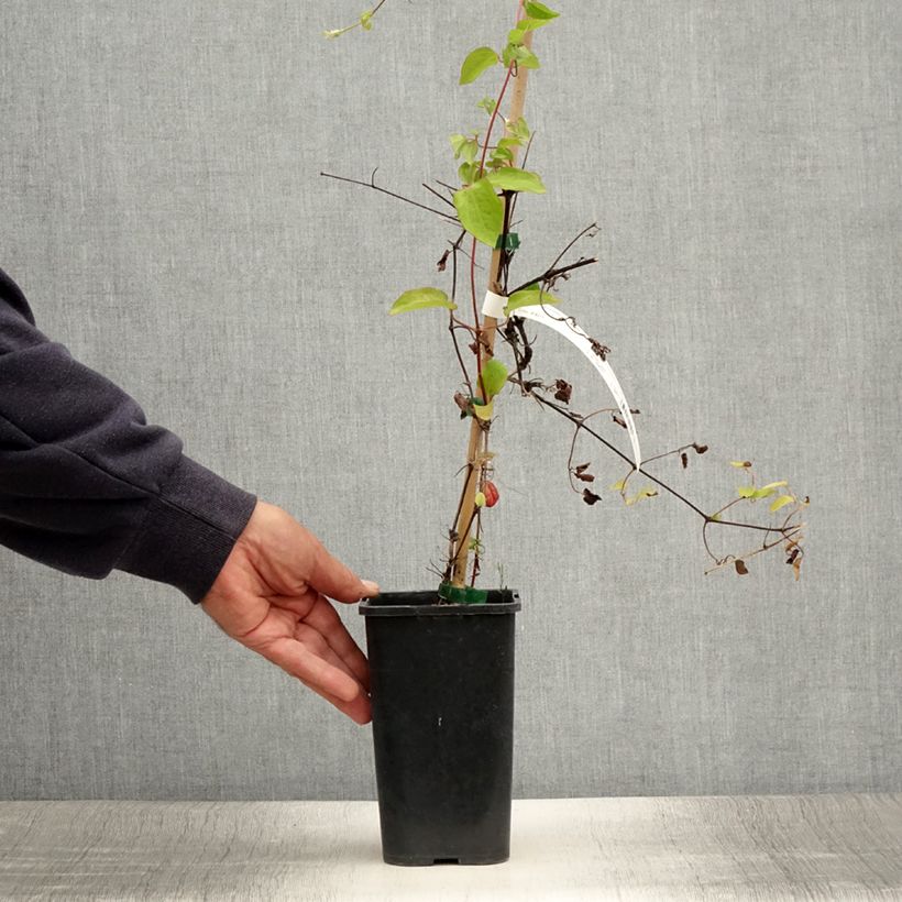 Exemplaar van Clematis Cezanne - Grootbloemige clematis Pot van 1,5 l/2 l zoals geleverd in de zomer