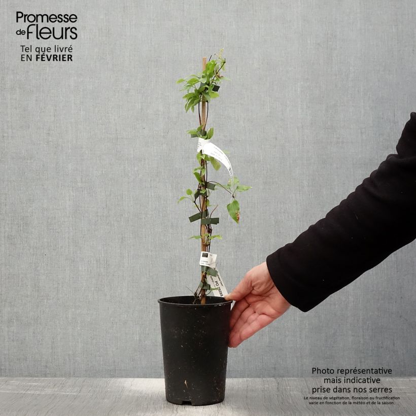 Example of Clematis cirrhosa Lansdowne Gem - Groenblijvende bosrank Pot van 2 l/3 l as you get in hiver