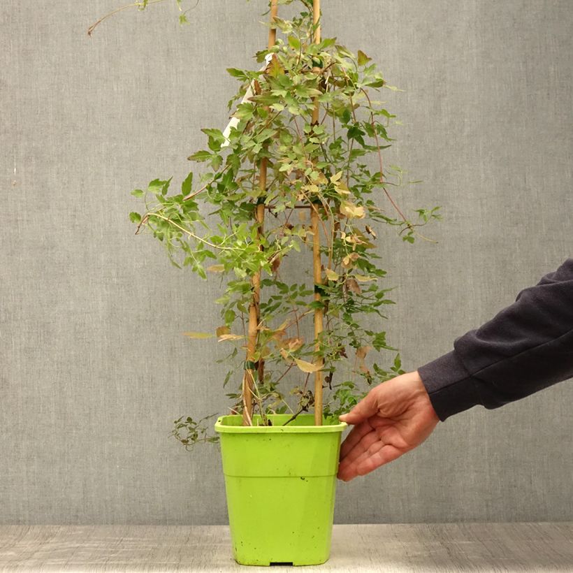 Exemplaar van Clématite - Clematis cirrhosa Winter Parasol Pot de 2L/3L zoals geleverd in de zomer