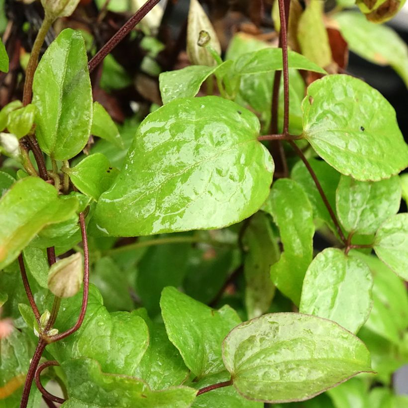 Clematis patens Comtesse de Bouchaud - Bosrank (Blad)