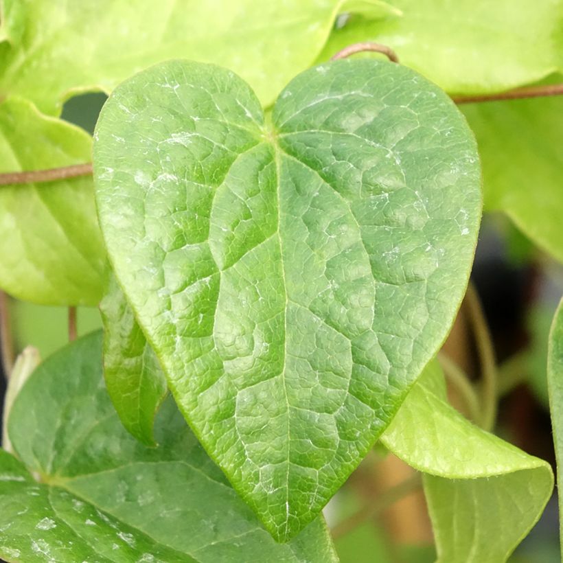 Clematis patens Couronne Royale - Bosrank (Blad)