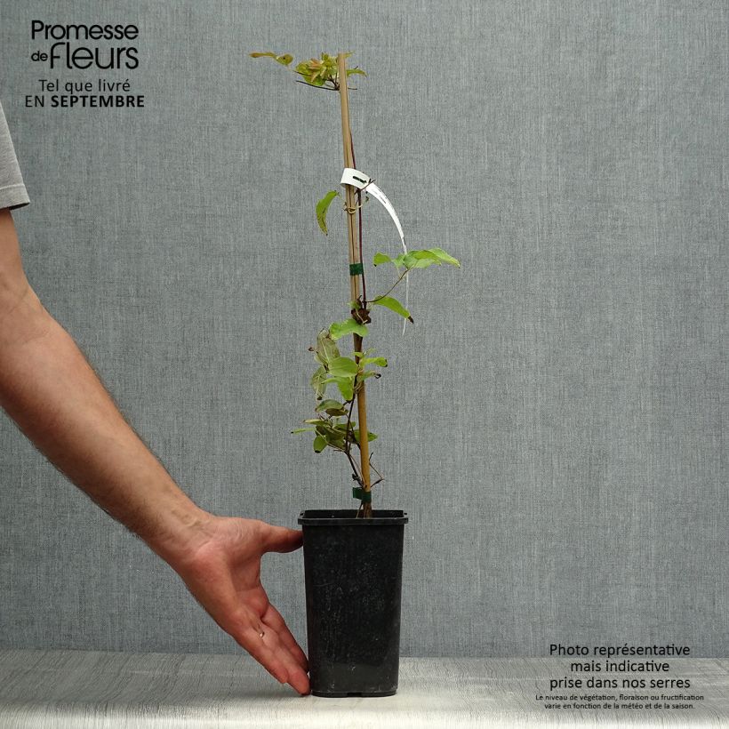 Exemplaar van Clematis patens Couronne Royale - Bosrank Pot van 1,5 l/2 l zoals geleverd in de herfst