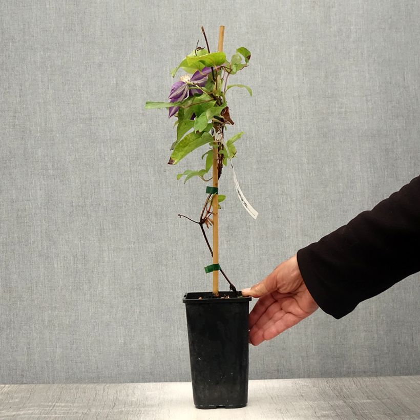 Exemplaar van Clematis patens Couronne Royale - Bosrank Pot van 1,5 l/2 l zoals geleverd in de zomer