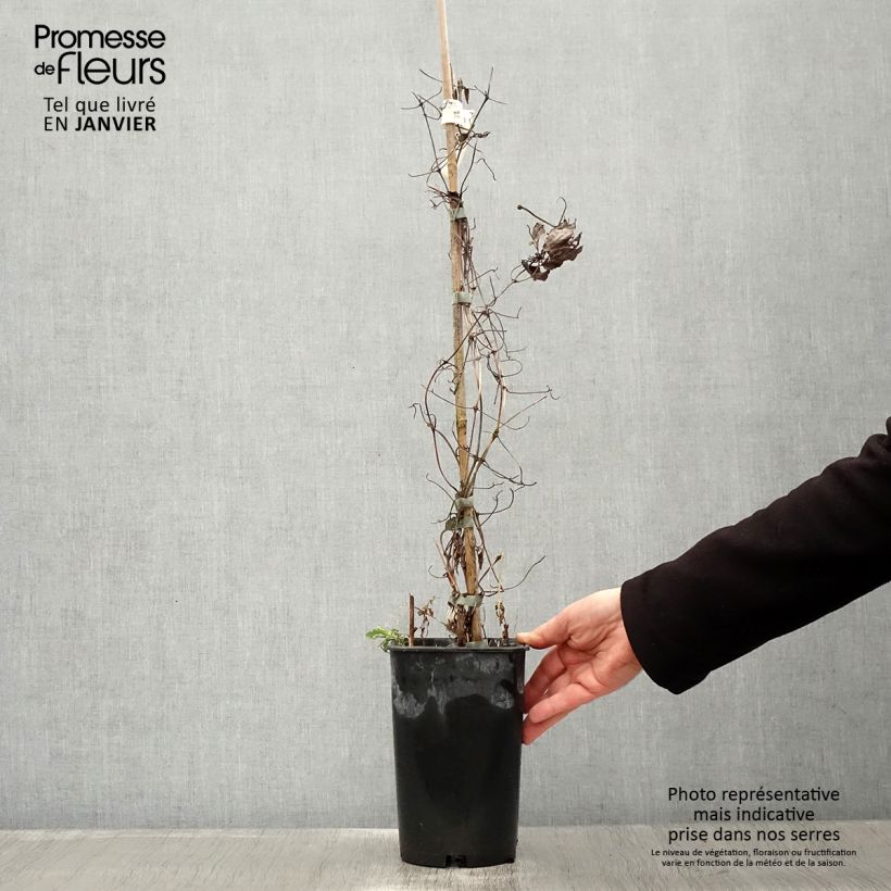 Example of Clématite - Clematis Diamantina Pot van 2 l/3 l as you get in hiver