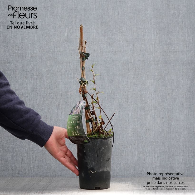 Exemplaar van Clematis diversifolia East River - Struikclematis Pot van 2 l/3 l zoals geleverd in de herfst