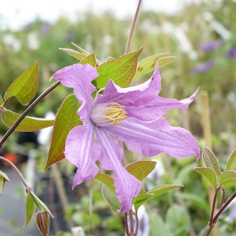 Clematis diversifolia East River - Struikclematis (Bloei)