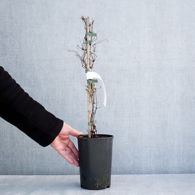 Example of Clématite - Clematis diversifolia Stella Bella Pot van 1,5 l/2 l as you get in hiver