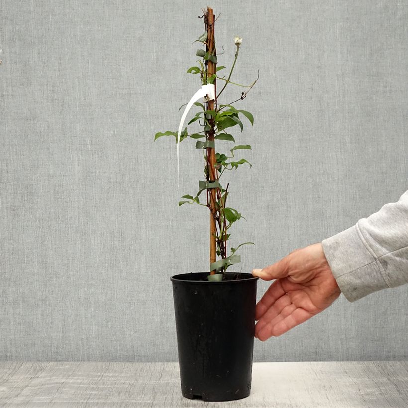 Exemplaar van Clematis diversifolia Stella Bella - Struikclematis Pot van 1,5 l/2 l zoals geleverd in de lente