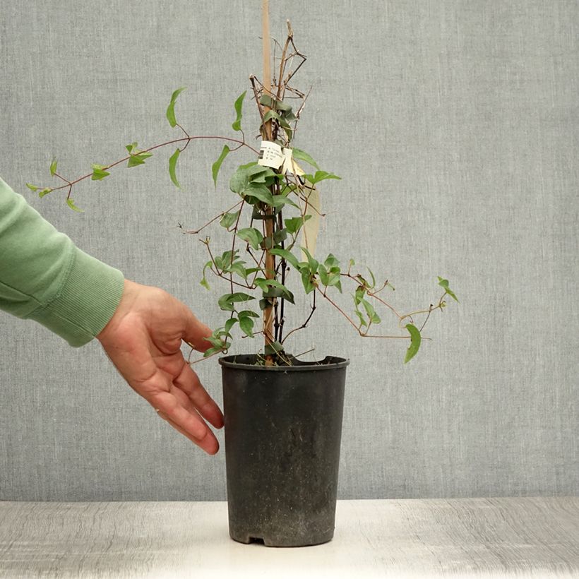 Exemplaar van Clematis diversifolia White Arabella - Struikclematis Pot van 2 l/3 l zoals geleverd in de zomer