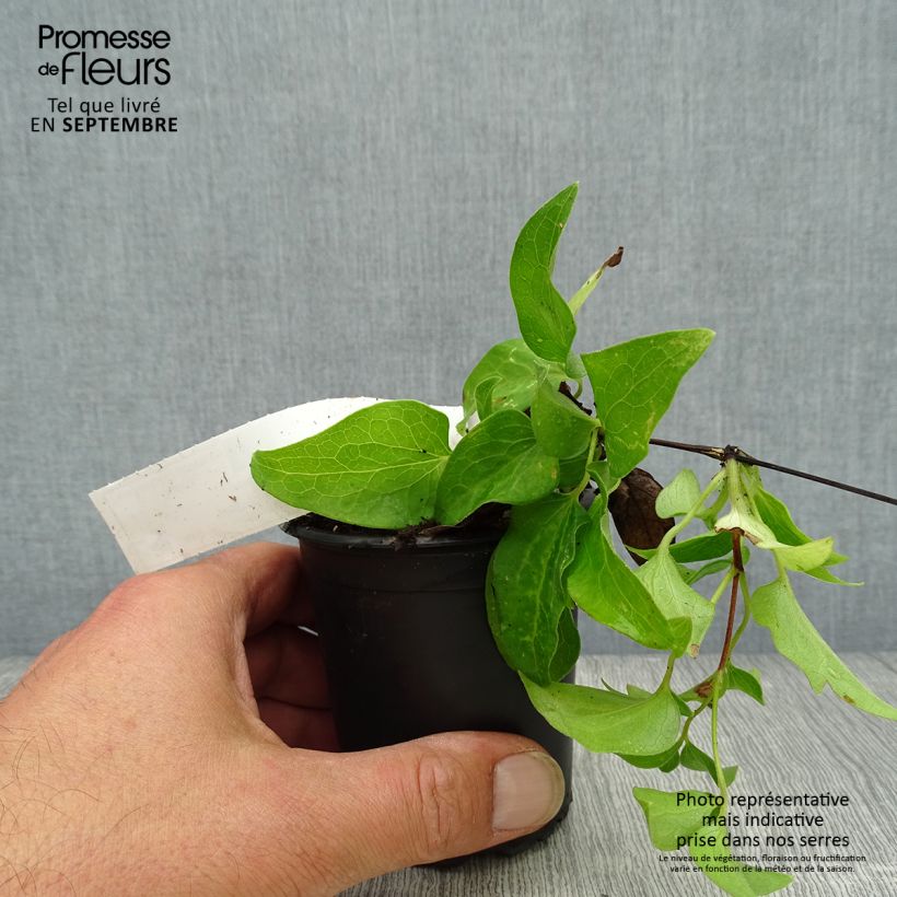 Exemplaar van Clematis patens Docteur Ruppel - Bosrank Kweekpotje van 8/9 cm zoals geleverd in de herfst