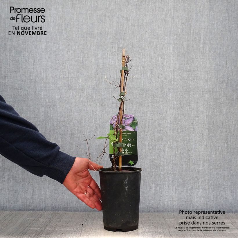 Exemplaar van Clematis Dorothy Walton - Grootbloemige clematis Pot van 1,5 l/2 l zoals geleverd in de herfst