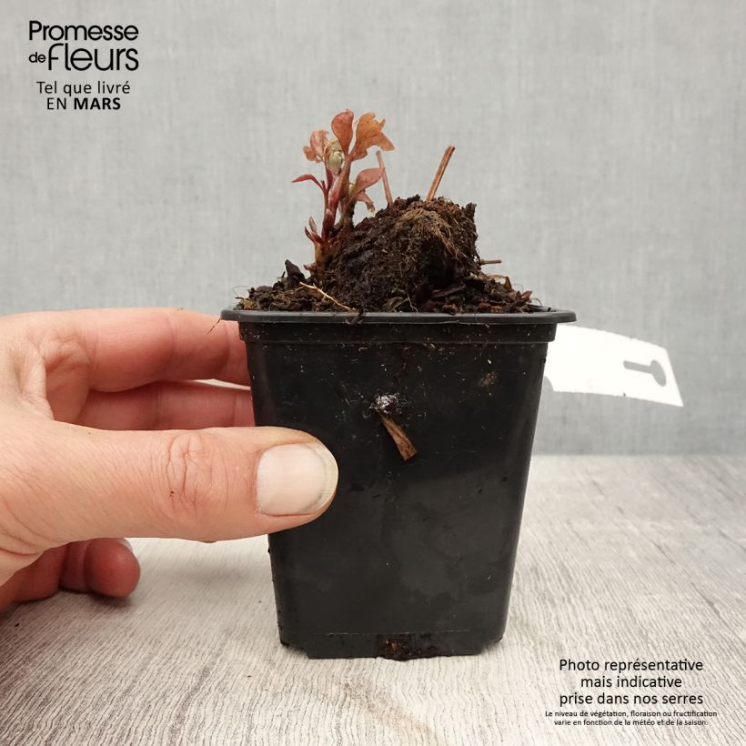 Exemplaar van Clematis patens Duchess of Edinburgh - Bosrank Kweekpotje van 8/9 cm zoals geleverd in de lente