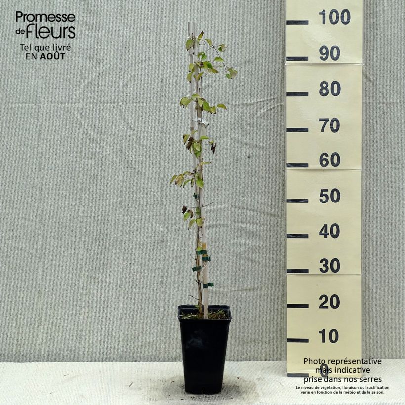 Exemplaar van Clematis Etoile Nacrée - Grootbloemige clematis Pot van 2 l/3 l zoals geleverd in de zomer