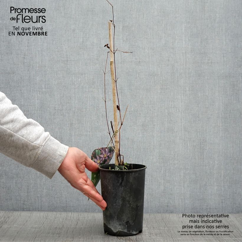 Exemplaar van Clematis patens Exciting - Bosrank Pot van 2 l/3 l zoals geleverd in de herfst