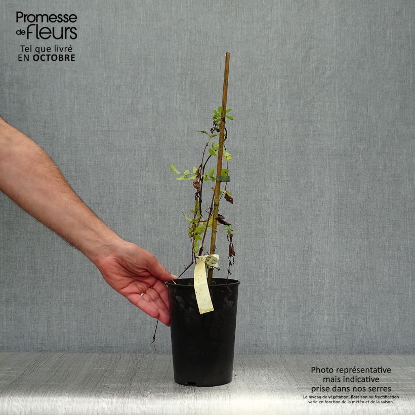 Exemplaar van Clematis diversifolia Fascination - Kleinbloemige clematis Pot van 2 l/3 l zoals geleverd in de herfst