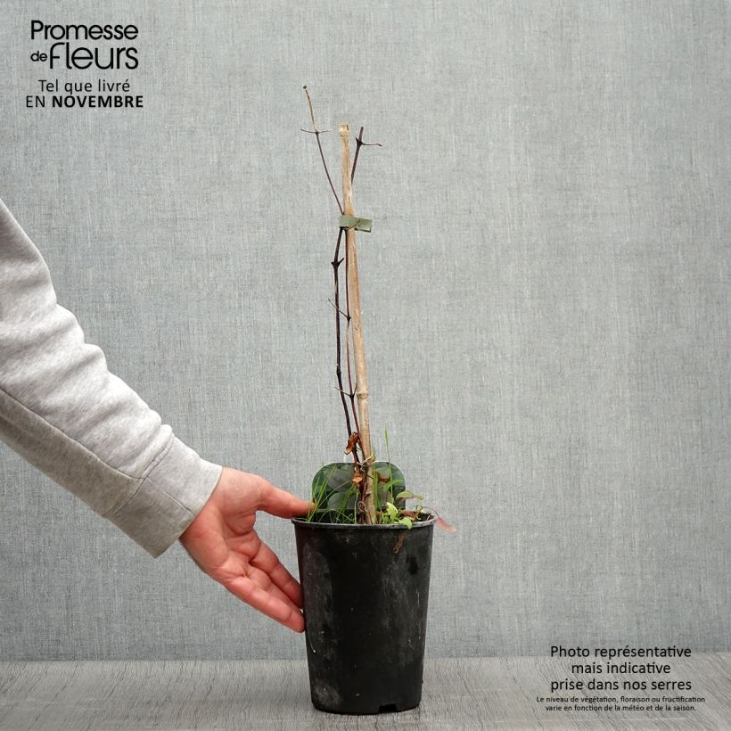 Exemplaar van Clematis patens Fuji Musume - Bosrank Pot van 2 l/3 l zoals geleverd in de herfst