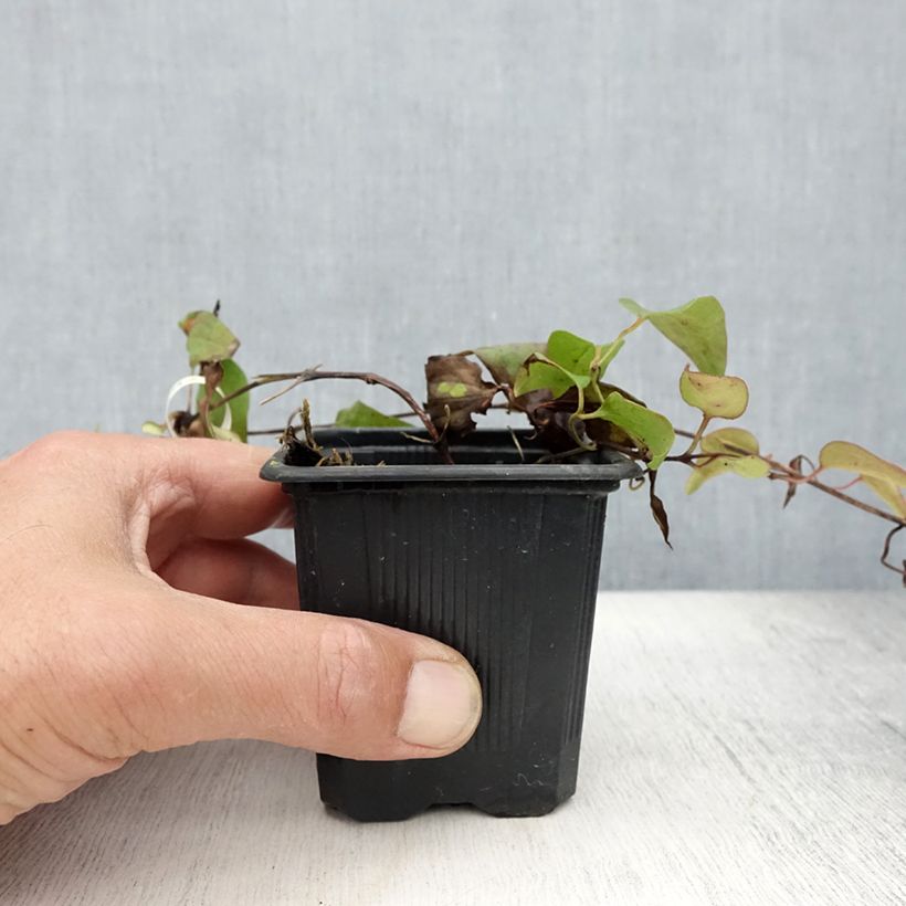 Exemplaar van Clematis patens Général Sikorski - Bosrank Kweekpotje van 8/9 cm zoals geleverd in de zomer