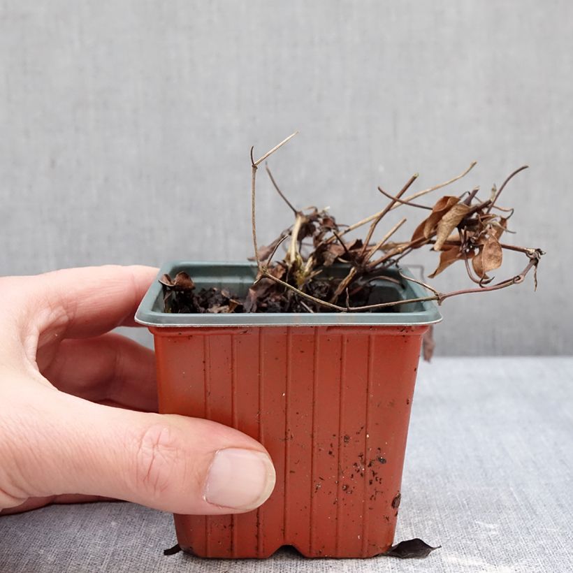 Exemplaar van Clematis Guernsey Flute - Grootbloemige bosrank Kweekpotje van 8/9 cm zoals geleverd in de winter