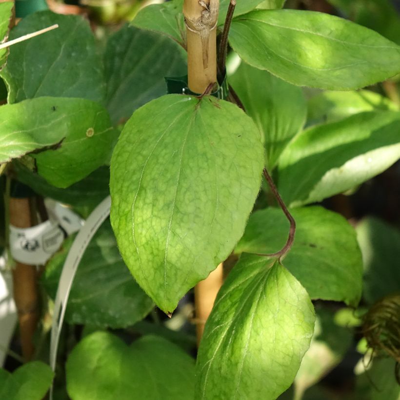Clematis H. F. Young - Grootbloemige clematis (Blad)