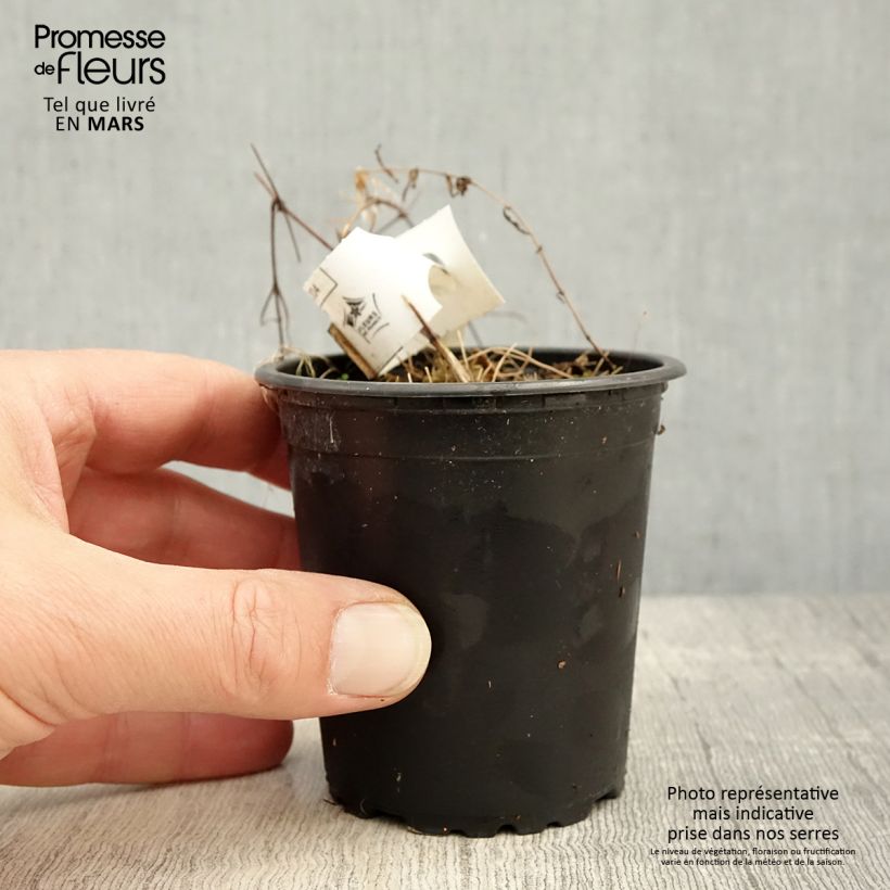 Exemplaar van Clematis patens Hagley  - Bosrank Kweekpotje van 8/9 cm zoals geleverd in de lente