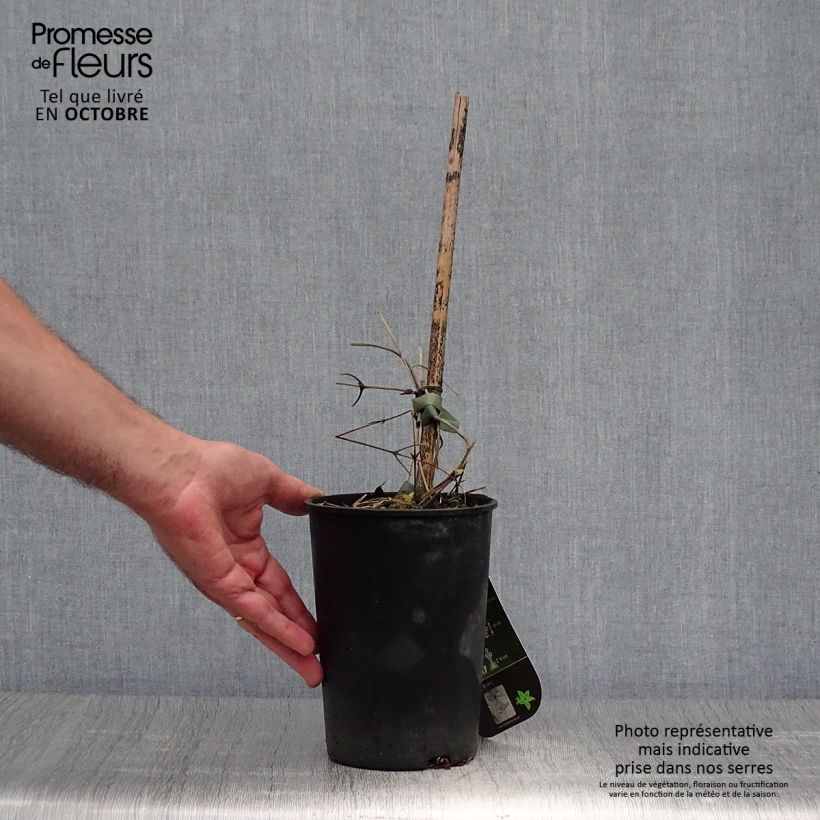 Exemplaar van Clematis patens Hanagurama - - Bosrank Pot van 2 l/3 l zoals geleverd in de herfst