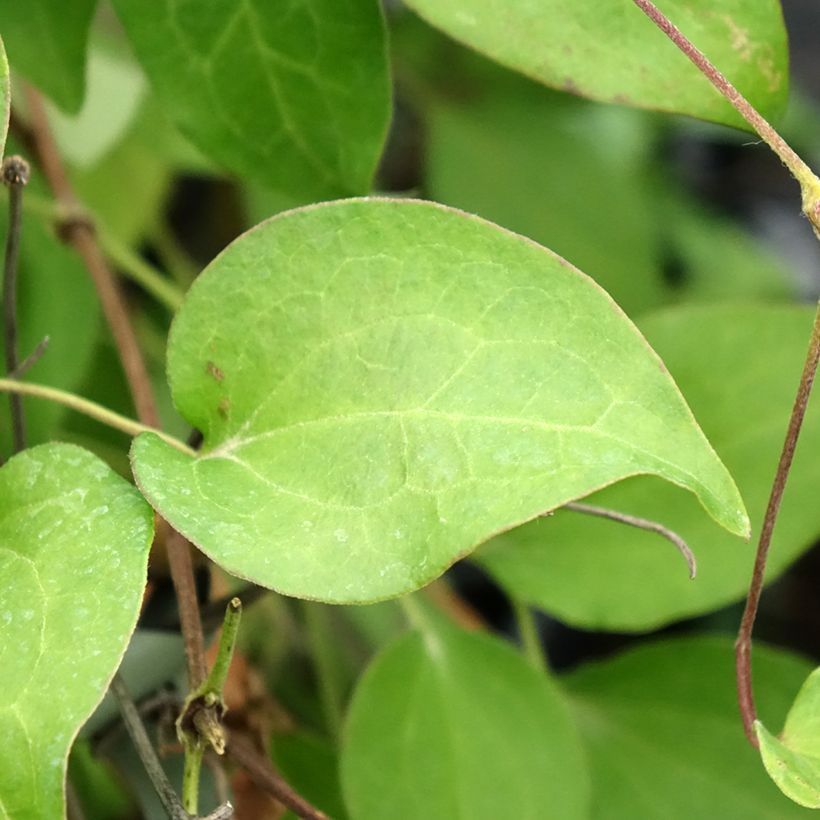 Clematis Hania - Grootbloemige clematis (Blad)