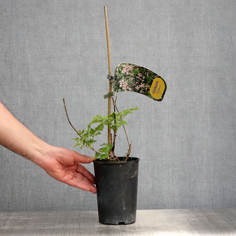 Exemplaar van Clematis heracleifolia Pink Dwarf - Struikclematis Pot van 2 l/3 l zoals geleverd in de lente