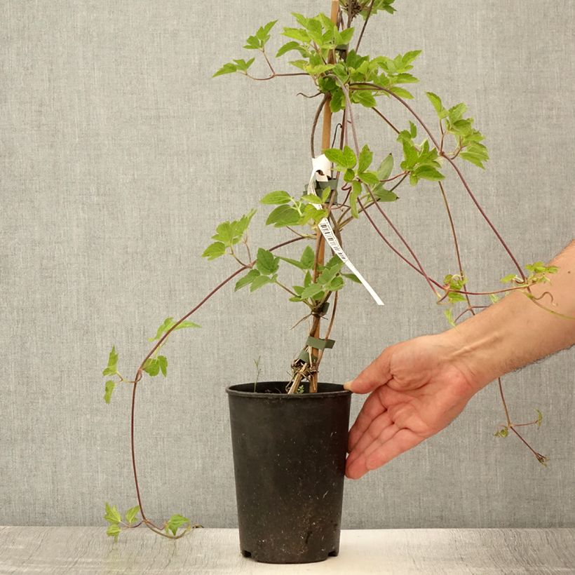 Exemplaar van Clematis I am Red Robin - Kleinbloemige clematis Pot van 2 l/3 l zoals geleverd in de zomer