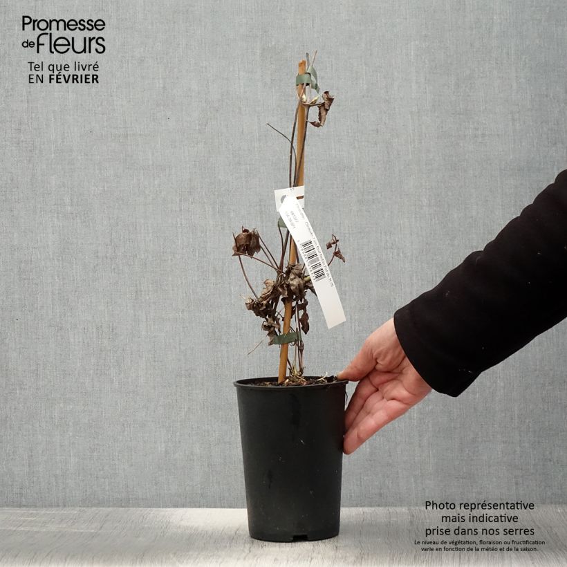 Example of Clématite - Clematis I am Red Robin Pot van 2 l/3 l as you get in hiver