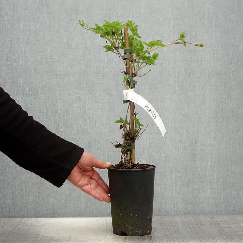 Exemplaar van Clematis I am Red Robin - Kleinbloemige clematis Pot van 2 l/3 l zoals geleverd in de lente