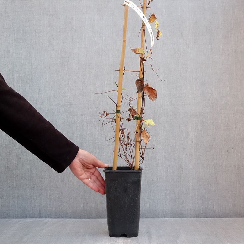 Example of Clématite - Clematis Ice Crystal Pot van 1,5 l/2 l as you get in automne