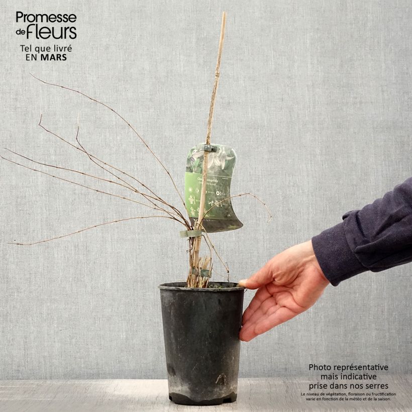 Exemplaar van Clematis integrifolia - Struikclematis Pot van 2 l/3 l zoals geleverd in de lente