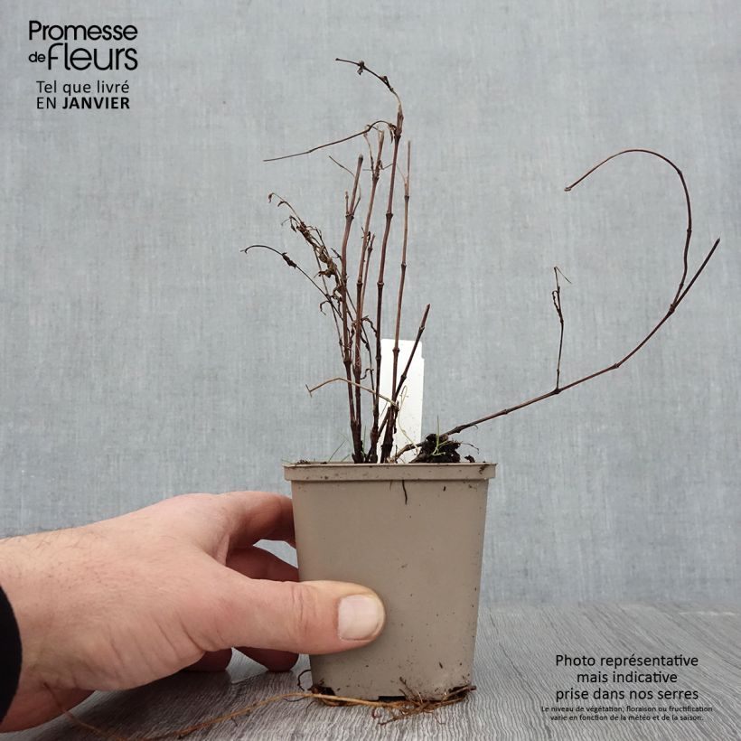 Example of Clématite - Clematis integrifolia Kweekpotje van 8/9 cm as you get in hiver