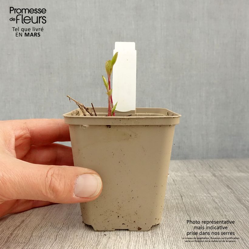 Exemplaar van Clematis integrifolia - Struikclematis Kweekpotje van 8/9 cm zoals geleverd in de lente