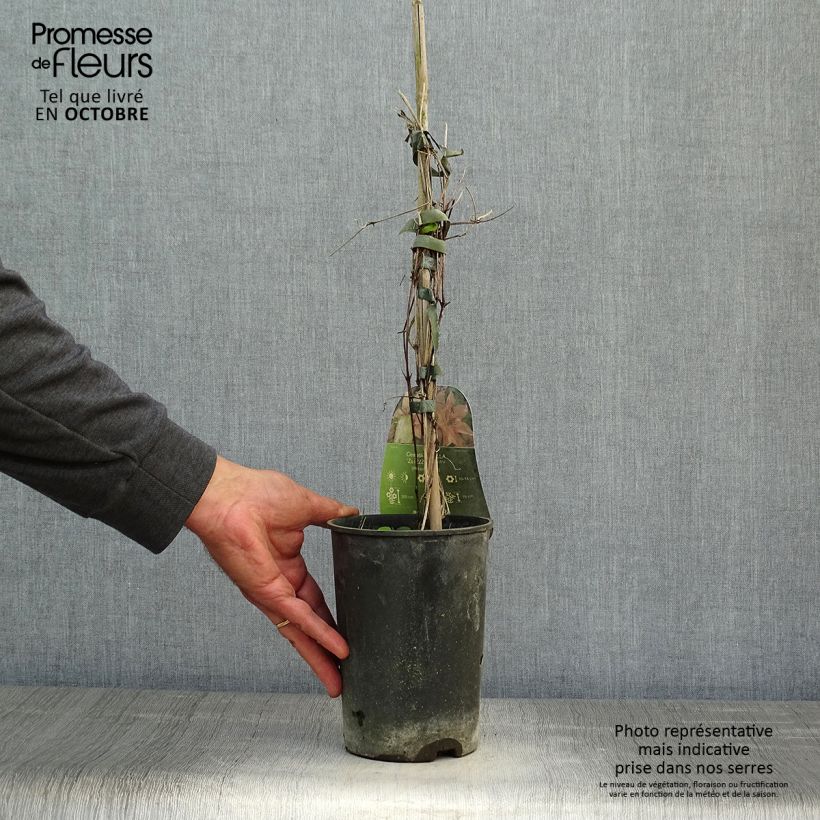 Exemplaar van Clematis patens Isabella Zo12220 - Bosrank Pot van 2 l/3 l zoals geleverd in de herfst