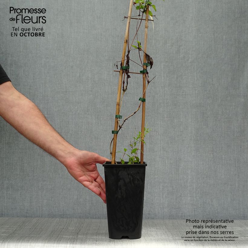 Exemplaar van Clematis jackmanii Superba - Bosrank Pot van 2 l/3 l zoals geleverd in de herfst
