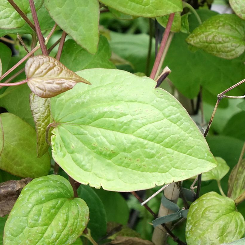 Clematis jackmanii Jenny - Bosrank (Blad)