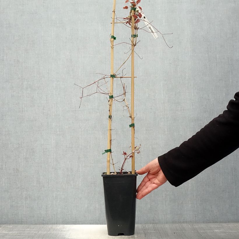 Exemplaar van Clematis patens Jan Pawel II - Bosrank Pot van 2 l/3 l zoals geleverd in de lente