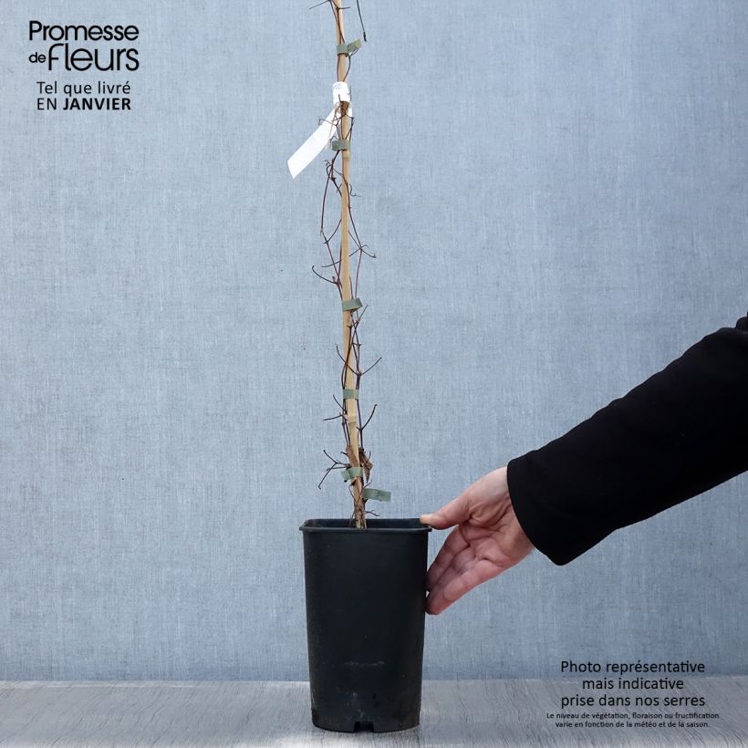 Example of Clématite - Clematis Josephine Pot van 2 l/3 l as you get in hiver