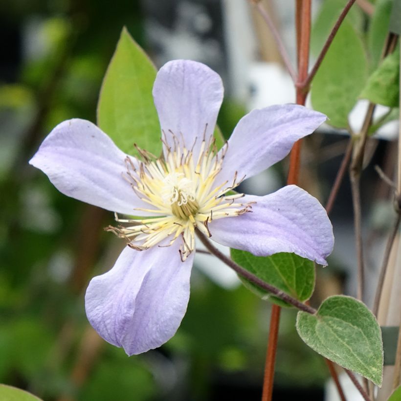 Clematis diversifolia Juuli - Kleinbloemige clematis (Bloei)