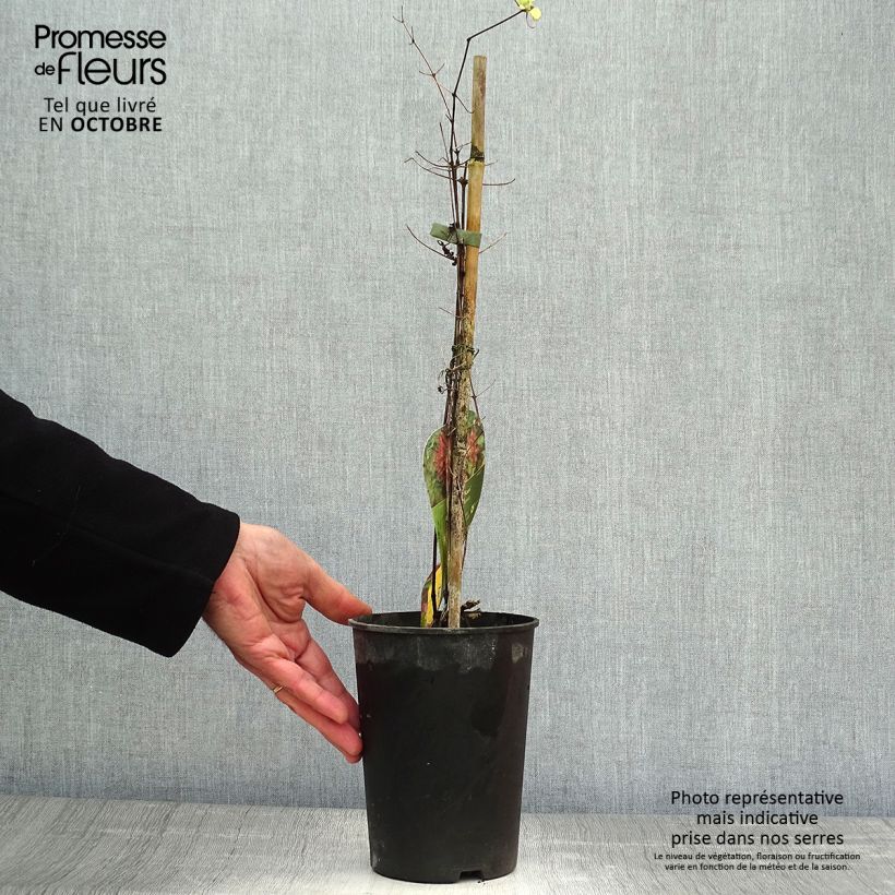 Exemplaar van Clematis patens Kaen - Bosrank Pot van 2 l/3 l zoals geleverd in de herfst
