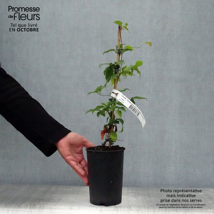 Exemplaar van Clematis patens Kakio - Bosrank Pot van 2 l/3 l zoals geleverd in de herfst