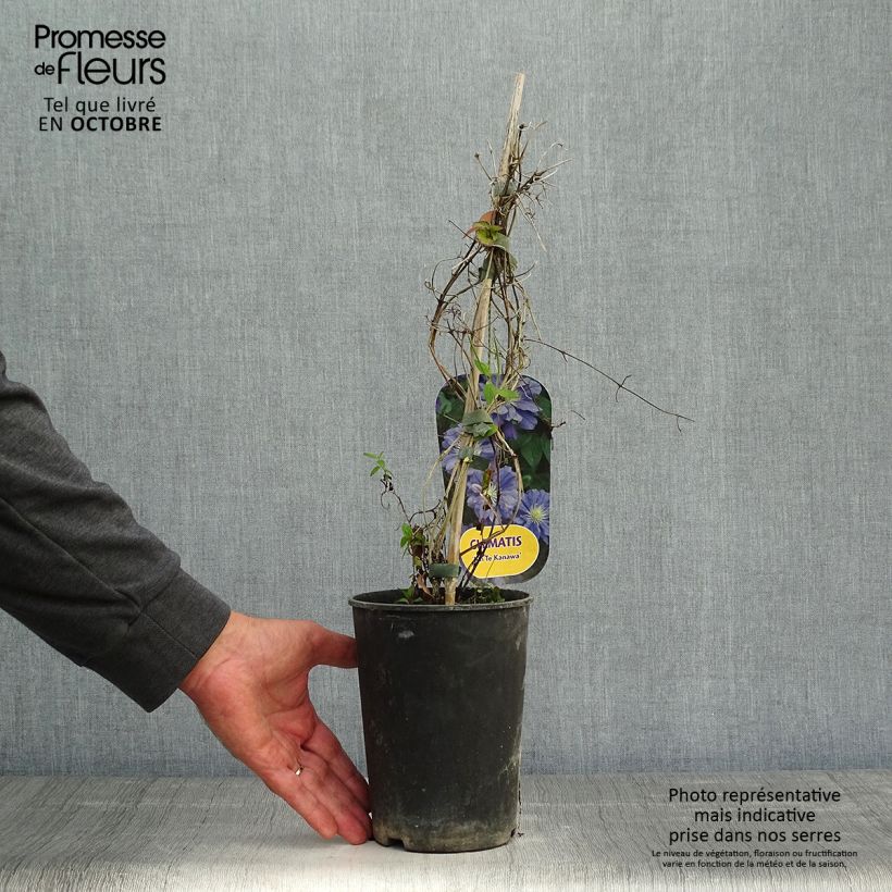 Exemplaar van Clematis patens Kiri Te Kanawa - Bosrank Pot van 2 l/3 l zoals geleverd in de herfst