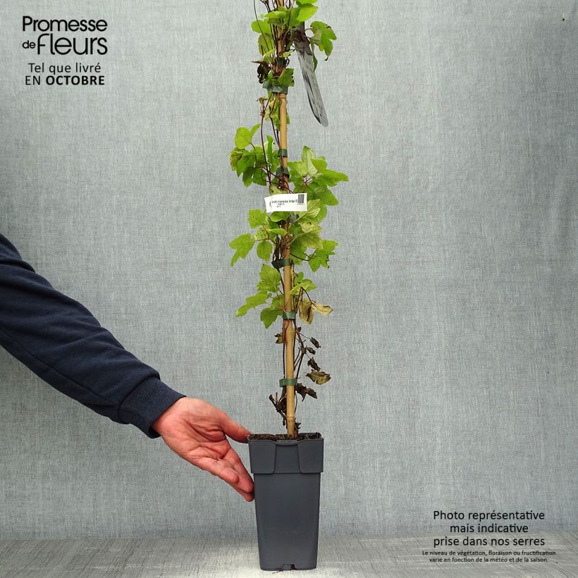 Exemplaar van Clematis koreana Amber - Bosrank Pot van 2 l/3 l zoals geleverd in de herfst