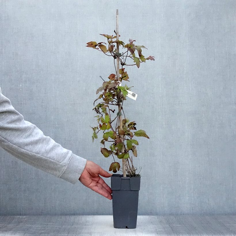Exemplaar van Clematis koreana Amber - Bosrank Pot van 2 l/3 l zoals geleverd in de zomer