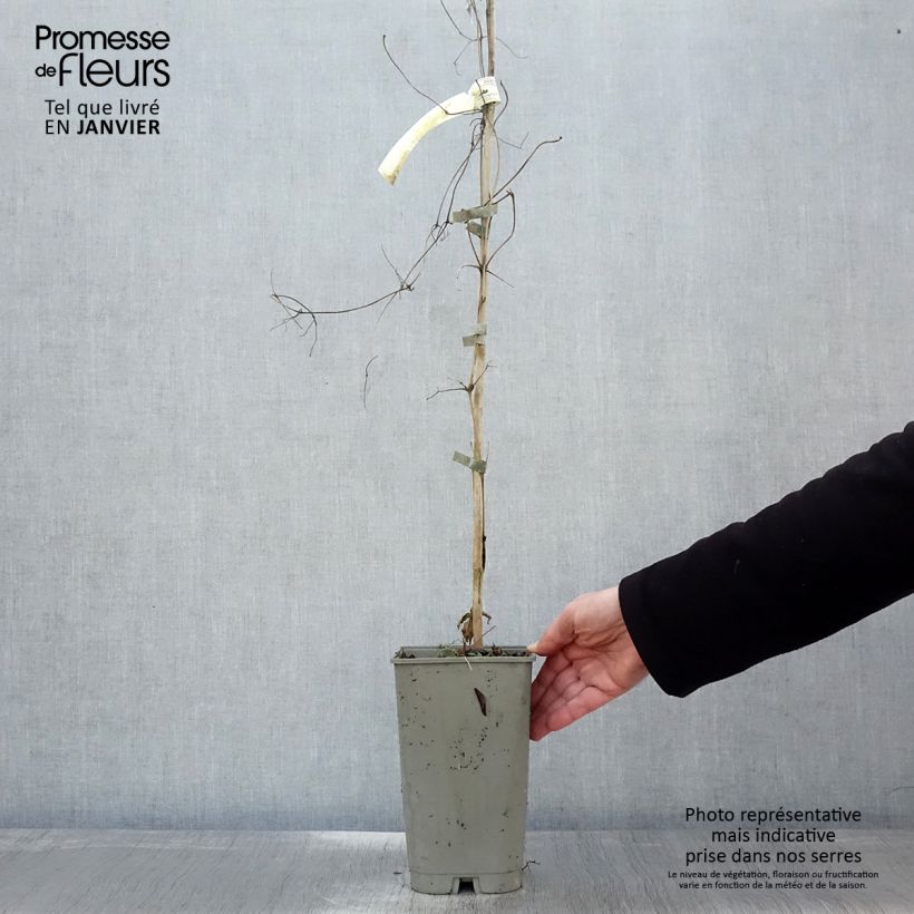 Example of Clématite Lavallée n°1 Pot van 2 l/3 l as you get in hiver